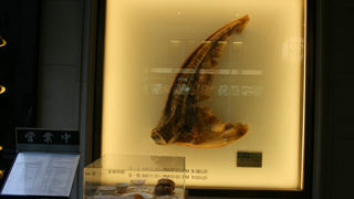 Thumbnail of post image 020