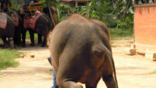 Thumbnail of post image 190
