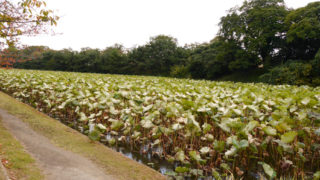 Thumbnail of post image 006